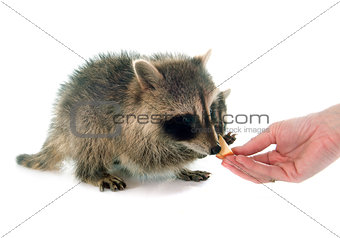 young raccoon eating