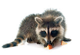 young raccoon eating apple