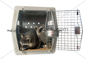 young raccoon in cage