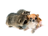 young raccoon and chihuahua