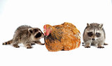 young raccoon and chicken