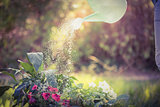 Watering can pouring water over flowers