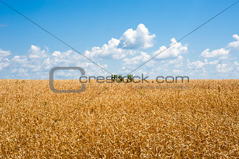 Yellow wheat field horizon with clouds and isolated plants
