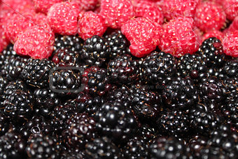 blackberries and raspberry