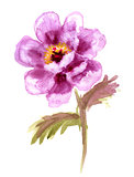 Watercolor Flower Peony