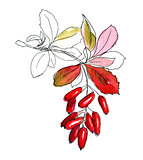 Hand drawn sketch of barberry