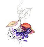 Watercolor realistic painting. Aronia berries. Chokeberry
