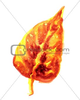 Colorful autumn leaf isolated on white background