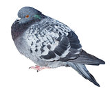 Feral gray pigeon