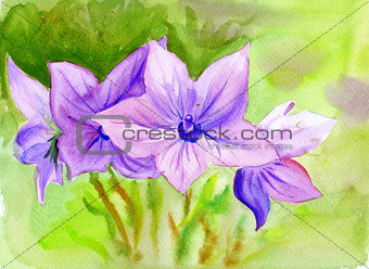 Watercolor painting Campanula, flowers