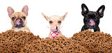 group of dogs behind mound food