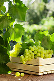 Vine and bunch of white grapes