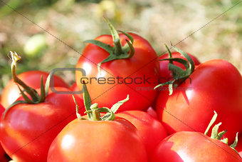 rich crop of red tomatoes 