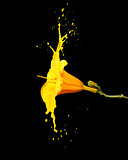 yellow flower splashes