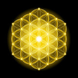 Golden Cosmic Flower of Life With Stars on Black Background