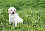 nice yellow labrador puppy in green grass