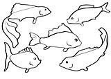 Contours of different fishes