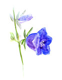 bellflowers, watercolor Campanula