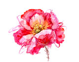 Watercolor flower poppy