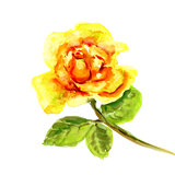 Beautiful Rose flower