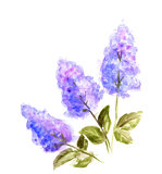 Hand Painted Watercolor Flower Lilac