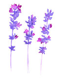 Watercolor lavender set