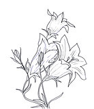 Hand ink drawing bellflower