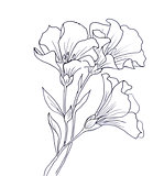 Line ink drawing of flower
