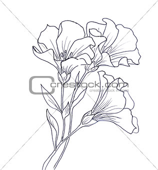 Line ink drawing of flower