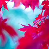 Red autumn leaves (abstract background)