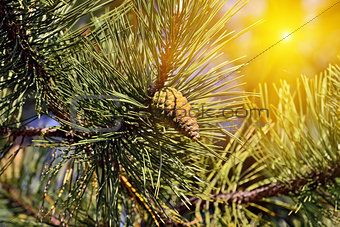 Pinus mugo backlit