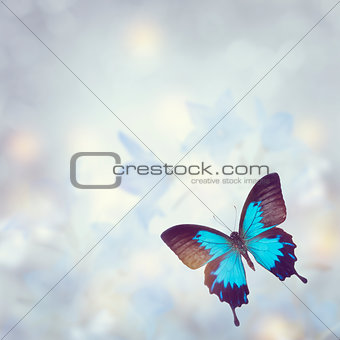 Blue Tropical Butterfly