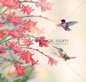 Hummingbirds and Red Flowers