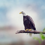 Bald Eagle on a  Branch