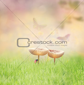 Two Wild Mushrooms