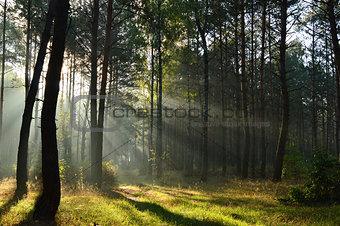 pine forest in morning sunlight the mist