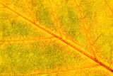 Extreme Closeup of Autumn Leaf 