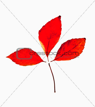 Closeup of Autumn Leafs - Isolated on White