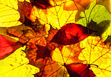 Closeup of Colorful Autumn Leafs 