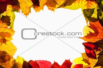 Border Frame of Colorful Autumn Leaves - Isolated on White