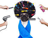 hairdresser groomer dog