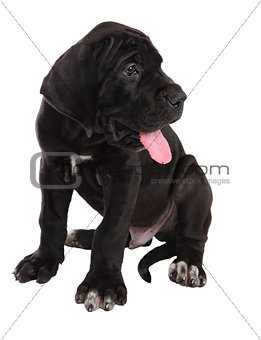 One black Danish Hound puppy, studio shot, isolated on white bac