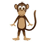 Monkey isolated on white background.