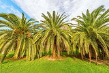 Palm trees in the city park.