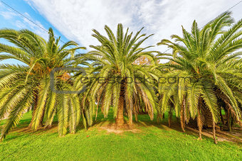 Palm trees in the city park.