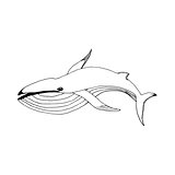 hand draw a whale
