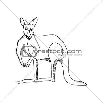 hand draw a kangaroo-style sketch