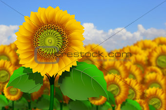 Yellow sunflowers