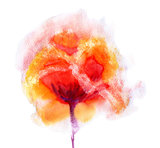 Watercolor flower poppy