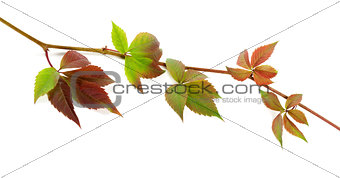Multicolor twig of grapes leaves on white